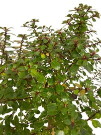 Escallonia Red Dream