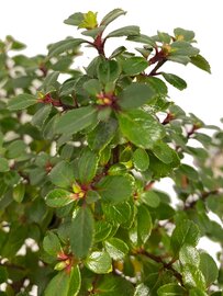 Escallonia Red Dream op stam