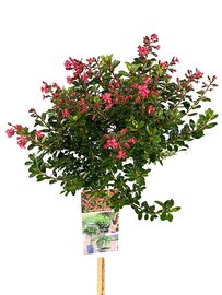 Escallonia Red Dream
