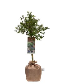 Escallonia Red Dream op stam