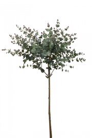 Eucalyptus Cidergomboom