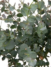 Eucalyptus Cidergomboom