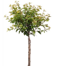 Fuji Kers Prunus Kojou no mai