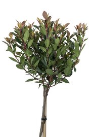 Photinia fraseri Chico op stam