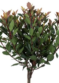 Photinia fraseri Chico op stam