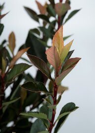 Photinia fraseri Chico op stam