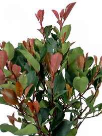 Photinia Robin op stam