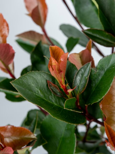 Photinia Little Red Robin blad