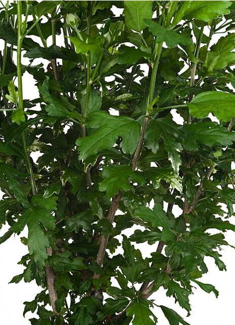 Hibiscus syriacus ‘Hamabo’ Kadoboompje