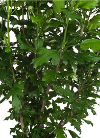 Hibiscus syriacus ‘Hamabo’ Kadoboompje