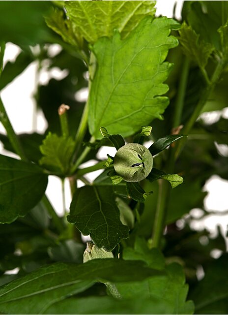 Hibiscus syriacus ‘Hamabo’ cadeau