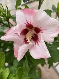 Hibiscus syriacus ‘Hamabo’ op stam