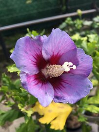 Bloem altheastruik