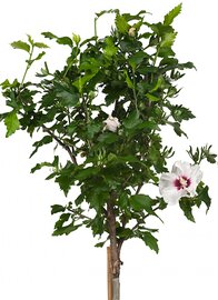 Altheastruik wit