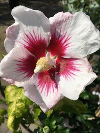Hibiscus syriacus ‘Red Heart’ op stam