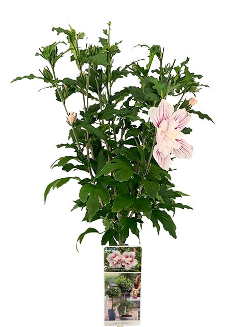 Hibiscus Syriacus Starburst Chiffon op stam