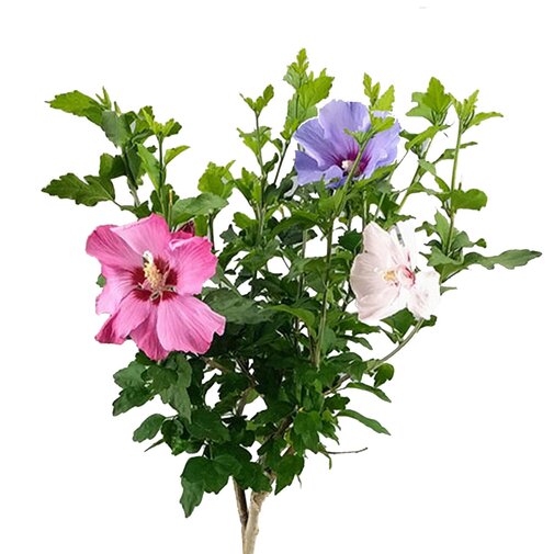 Hibiscus syriacus ‘Tricolour’ bladverliezend