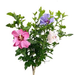 Hibiscus syriacus ‘Tricolour’ bladverliezend