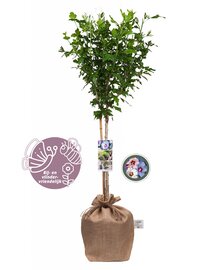 Hibiscus syriacus ‘Tricolour’ op stam