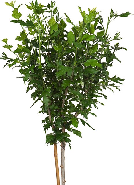 Hibiscus Woodbridge Boompje
