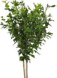 Hibiscus Woodbridge Boompje