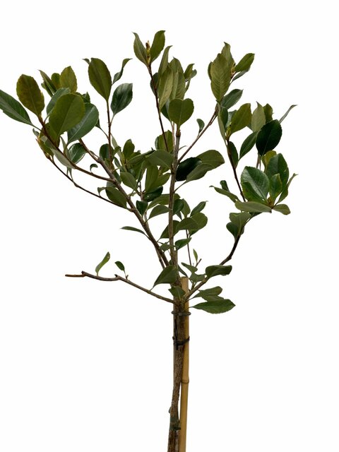 Rhaphiolepis indica op stam