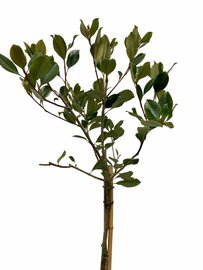 Rhaphiolepis indica op stam
