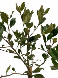 Indiase Meidoorn - Rhaphiolepis indica op stam