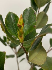 Indiase Meidoorn - Rhaphiolepis indica op stam