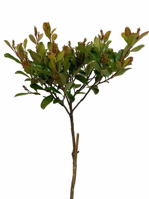 Indiase Meidoorn - Rhaphiolepis Umbellata op stam