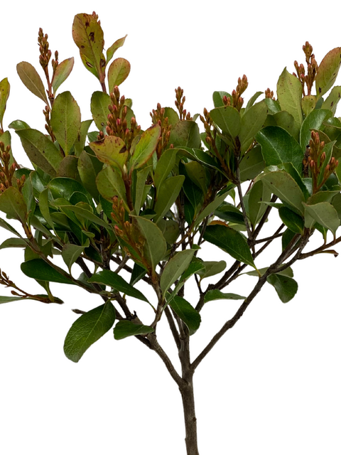 Indiase Meidoorn - Rhaphiolepis Umbellata op stam