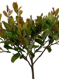 Indiase Meidoorn - Rhaphiolepis Umbellata op stam
