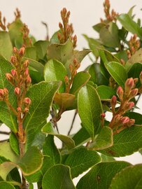 Indiase Meidoorn - Rhaphiolepis Umbellata op stam