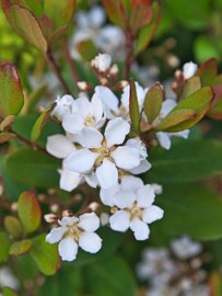 Bloei Rhaphiolepis Umbellata