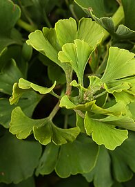 Japanse notenboom Ginkgo blad
