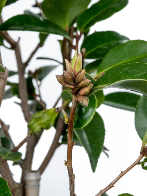 Camelia cuspidata Spring Festival op stam