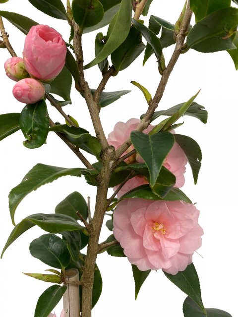 Bloemen Camelia op stam