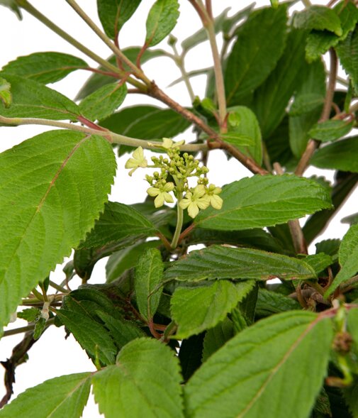 Viburnum Watanabe