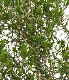 Thymus capitatus op stam
