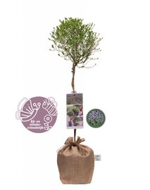 Thymus capitatus op stam