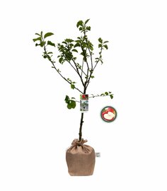 Kerstpakket Appelboom