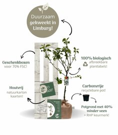 Kerstpakket Appelboom