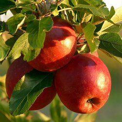 Kerstpakket Appelboom