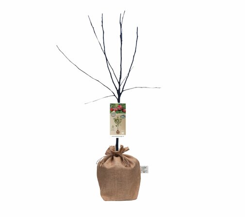 Kerstpakket Appelboom