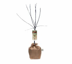 Kerstpakket Appelboom