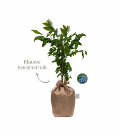 Kerstpakket Blueberry Crunch