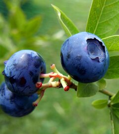 Kerstpakket Blueberry Crunch