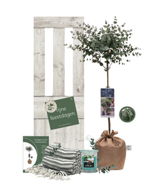 Kerstpakket Eucalyptus