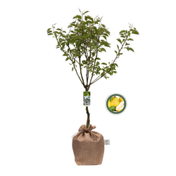 Kerstpakket Fruitbomen mix
