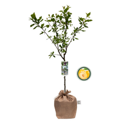 Kerstpakket Fruitbomen mix